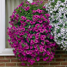 Load image into Gallery viewer, ,Very Beautiful Garden Flowers Light Up Your Garden