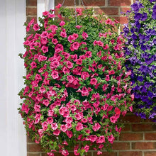 Load image into Gallery viewer, ,Very Beautiful Garden Flowers Light Up Your Garden