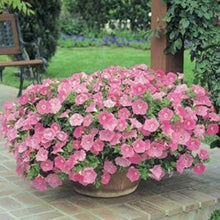 Load image into Gallery viewer, ,Very Beautiful Garden Flowers Light Up Your Garden