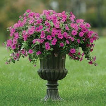 Load image into Gallery viewer, ,Very Beautiful Garden Flowers Light Up Your Garden
