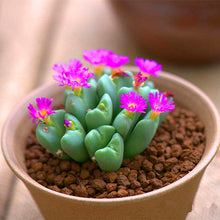Load image into Gallery viewer, Flower Succulent Cactus Organic Plant Home Garden
