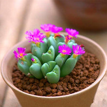 Load image into Gallery viewer, Flower Succulent Cactus Organic Plant Home Garden