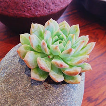 Load image into Gallery viewer, Flower Succulent Cactus Organic Plant Home Garden