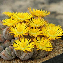 Load image into Gallery viewer, Flower Succulent Cactus Organic Plant Home Garden