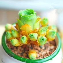 Load image into Gallery viewer, Flower Succulent Cactus Organic Plant Home Garden