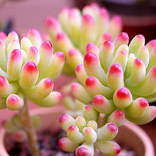 Load image into Gallery viewer, Flower Succulent Cactus Organic Plant Home Garden