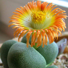 Load image into Gallery viewer, Flower Succulent Cactus Organic Plant Home Garden