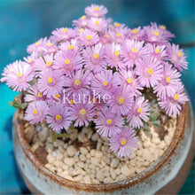Load image into Gallery viewer, Flower Succulent Cactus Organic Plant Home Garden
