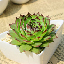 Load image into Gallery viewer, Flower Succulent Cactus Organic Plant Home Garden