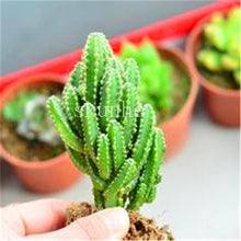 Load image into Gallery viewer, Flower Succulent Cactus Organic Plant Home Garden