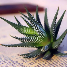 Load image into Gallery viewer, Flower Succulent Cactus Organic Plant Home Garden