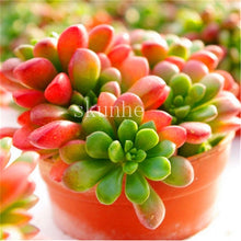 Load image into Gallery viewer, Flower Succulent Cactus Organic Plant Home Garden