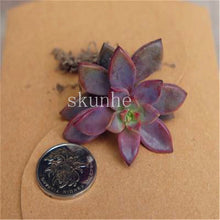 Load image into Gallery viewer, Flower Succulent Cactus Organic Plant Home Garden