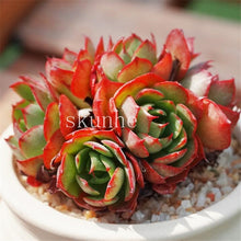 Load image into Gallery viewer, Flower Succulent Cactus Organic Plant Home Garden