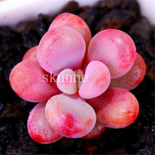 Load image into Gallery viewer, Flower Succulent Cactus Organic Plant Home Garden