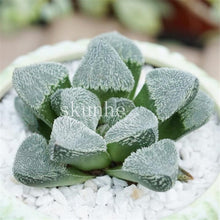 Load image into Gallery viewer, Flower Succulent Cactus Organic Plant Home Garden