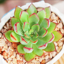 Load image into Gallery viewer, Flower Succulent Cactus Organic Plant Home Garden