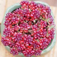 Load image into Gallery viewer, Flower Succulent Cactus Organic Plant Home Garden