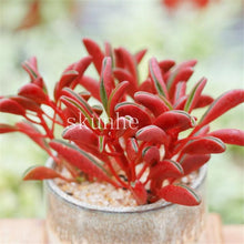 Load image into Gallery viewer, Flower Succulent Cactus Organic Plant Home Garden
