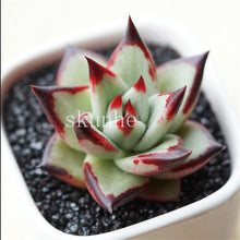 Load image into Gallery viewer, Flower Succulent Cactus Organic Plant Home Garden
