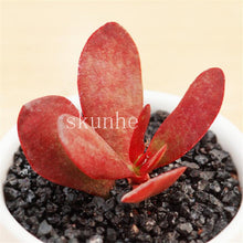 Load image into Gallery viewer, Flower Succulent Cactus Organic Plant Home Garden