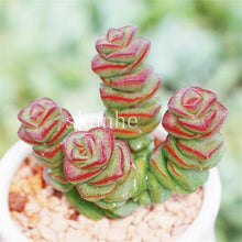 Load image into Gallery viewer, Flower Succulent Cactus Organic Plant Home Garden