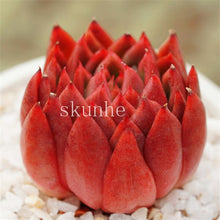 Load image into Gallery viewer, Flower Succulent Cactus Organic Plant Home Garden