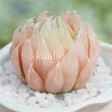 Load image into Gallery viewer, Flower Succulent Cactus Organic Plant Home Garden