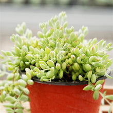Load image into Gallery viewer, Flower Succulent Cactus Organic Plant Home Garden