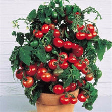 Load image into Gallery viewer, Fresh red tomato bonsai Wang  200 Pcs