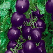Load image into Gallery viewer, Fresh red tomato bonsai Wang  200 Pcs
