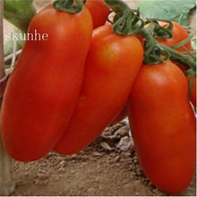 Load image into Gallery viewer, Fresh red tomato bonsai Wang  200 Pcs