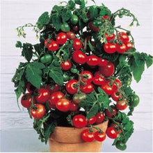 Load image into Gallery viewer, Fresh red tomato bonsai Wang  200 Pcs
