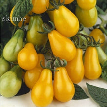 Load image into Gallery viewer, Fresh red tomato bonsai Wang  200 Pcs