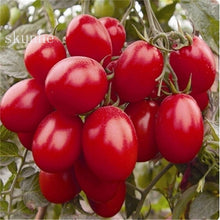 Load image into Gallery viewer, Fresh red tomato bonsai Wang  200 Pcs