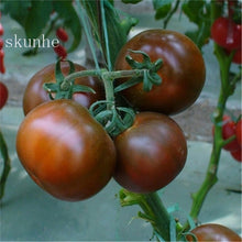 Load image into Gallery viewer, Fresh red tomato bonsai Wang  200 Pcs