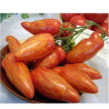 Load image into Gallery viewer, Fresh red tomato bonsai Wang  200 Pcs
