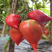 Load image into Gallery viewer, Fresh red tomato bonsai Wang  200 Pcs