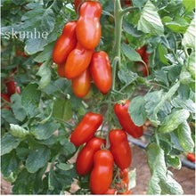 Load image into Gallery viewer, Fresh red tomato bonsai Wang  200 Pcs