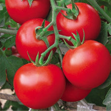 Load image into Gallery viewer, Fresh red tomato bonsai Wang  200 Pcs