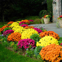 Load image into Gallery viewer, Easy to Grow flower plant for Home Garden
