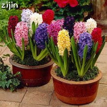 Load image into Gallery viewer, Grow In Pots Bonsai plant flower for home garden