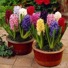 Load image into Gallery viewer, Grow In Pots Bonsai plant flower for home garden