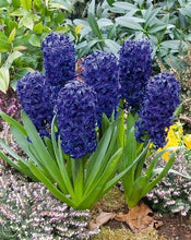 Load image into Gallery viewer, Grow In Pots Bonsai plant flower for home garden