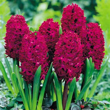 Load image into Gallery viewer, Grow In Pots Bonsai plant flower for home garden