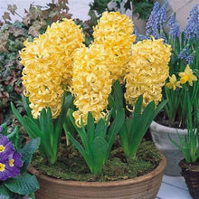 Load image into Gallery viewer, Grow In Pots Bonsai plant flower for home garden
