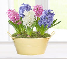 Load image into Gallery viewer, Grow In Pots Bonsai plant flower for home garden