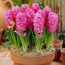 Load image into Gallery viewer, Grow In Pots Bonsai plant flower for home garden