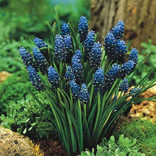 Load image into Gallery viewer, Grow In Pots Bonsai plant flower for home garden