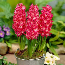 Load image into Gallery viewer, Grow In Pots Bonsai plant flower for home garden